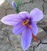 Sell Iranan Saffron