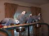 African grey, macascackatoos parrot for sale and parrot eggs.