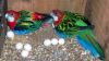 african grey, macaws cockatoos parrots and eggs