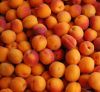 Sell Fresh Apricots