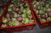 Sell Fresh Mangosteen