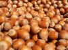 Sell Hazelnuts