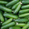 Sell Fresh Cucumber