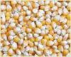  Maize | Maize Exporter | Corn Grain Seller | Maize Buyer | Bulk Maize Grain Importer | Corn bean Buyer | Corn bean Wholesaler | Corn Grain Manufacturer | Best Quality Corn Grain | Cheap Maize Supplier | Low Price Corn | Yellow Corn | White Cron | Baby Ma