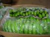 FRESH GREEN CAVENDISH BANANAS