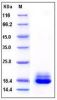 Sell human Cystatin-C protein