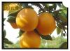 Sell fresh navel orange