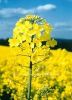 Sell RAPESEED OIL