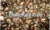 DRIED KERNEL NUTS