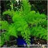 Sell Ming Fern