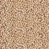 Sell Natural Sesame Seed