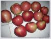 Sell 2012 new crop fuji apple/red star apple/huaniu apple