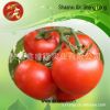 Sell Lycopene