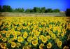 Sell ACEITE DE GIRASOL/SUNFLOWER OIL