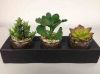 Sell mini succulent bonsai