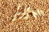 SOFT MILLING WHEAT