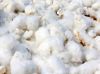 Sell Organic Raw Cotton