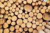 Wood (Foresty Products)