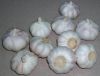 NORMAL WHITE GARLIC FOR SELL
