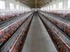 Sell meat chicken cages