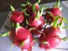 Sell DRAGON FRUIT