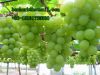 Sell grape seed extract