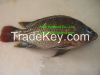 Sell Tilapia Whole round