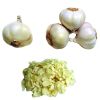 Sell Dehydrated Garlic