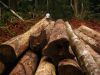 Sell TIMBER LOGS