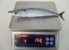 Sell frozen Atlantic MACKEREL