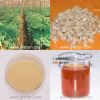Sell American Ginseng Root Extract