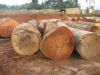 Mahogany Logs and Sawn Timber for Sale