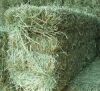 Sell High Quality Alfalfa Hay For Sale