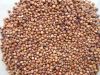 Sell sorghum grain