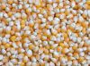 White & Yellow corn on sale