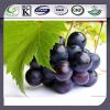 Sell 100% Water Soluble Grape Seed Extract