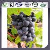 Sell 100% Water Soluble Grape Seed P.E. OPC