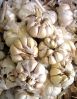Sell Chinese Fresh Garlic