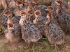 OSTRICH CHICKS