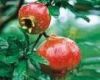 Sell Pomegranate Rind Extract