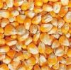  Maize | Maize Exporter | Corn Grain Seller | Maize Buyer | Bulk Maize Grain Importer | Corn bean Buyer | Corn bean Wholesaler | Corn Grain Manufacturer | Best Quality Corn Grain | Cheap Maize Supplier | Low Price Corn | Yellow Corn | White Cron | Baby Ma