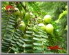 Sell Phyllanthus Emblica Extract