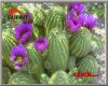 Sell Cactus Extract