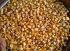  Maize | Maize Exporter | Corn Grain Seller | Maize Buyer | Bulk Maize Grain Importer | Corn bean Buyer | Corn bean Wholesaler | Corn Grain Manufacturer | Best Quality Corn Grain | Cheap Maize Supplier | Low Price Corn | Yellow Corn | White Cron | Baby Ma