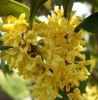 Sell sweet osmanthus flower