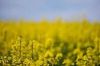 Sell Rapeseed Oil