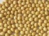 Sell Soybean