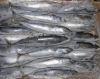 Sell Frozen Frozen Whole  Bonito, Skipjack Tuna Fish