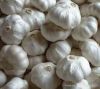 Sell white garlics