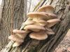 oyster mushrooms